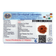 13 Mukhi Rudraksha Size: 21.52mm (With Lab Certificate) image