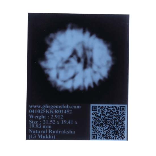 13 Mukhi Rudraksha Size: 21.52mm (With Lab Certificate) image