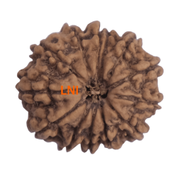 13 Mukhi Rudraksha Size: 23.12 mm (With Lab Certificate)