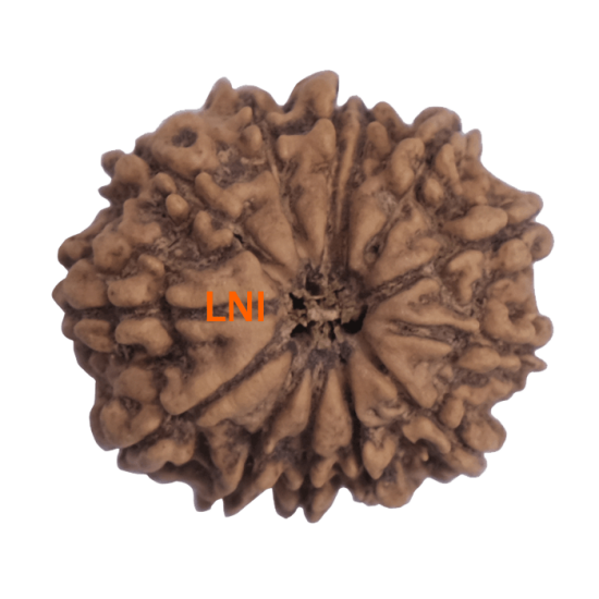 13 Mukhi Rudraksha Size: 25.07 mm (With Lab Certificate) 13 Mukhi Rudraksha, Higher Rudraksha, 13 Mukhi Rudraksha from Nepal image