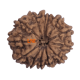 13 Mukhi Rudraksha Size: 25.07 mm (With Lab Certificate) 13 Mukhi Rudraksha, Higher Rudraksha, 13 Mukhi Rudraksha from Nepal image