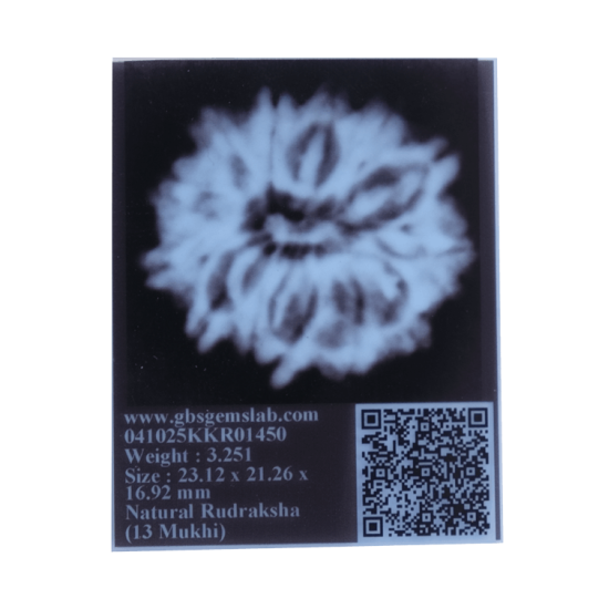 13 Mukhi Rudraksha Size: 25.07 mm (With Lab Certificate) 13 Mukhi Rudraksha, Higher Rudraksha, 13 Mukhi Rudraksha from Nepal image