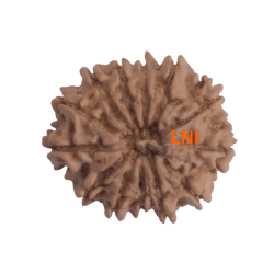13 Mukhi Rudraksha Size: 23.53 mm (With Lab Certificate)