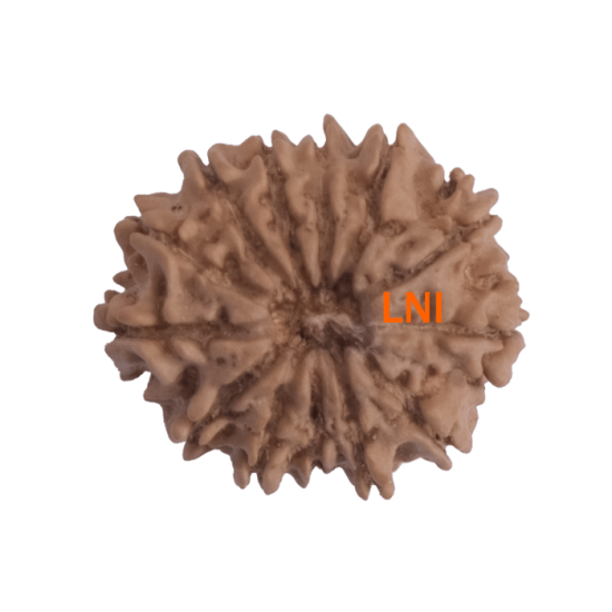 13 Mukhi Rudraksha Size: 25.32 mm (With Lab Certificate) 13 Mukhi Rudraksha, Higher Rudraksha, 13 Mukhi Rudraksha from Nepal image