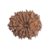 13 Mukhi Rudraksha Size: 23.53 mm (With Lab Certificate)