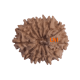 13 Mukhi Rudraksha Size: 25.32 mm (With Lab Certificate) 13 Mukhi Rudraksha, Higher Rudraksha, 13 Mukhi Rudraksha from Nepal image