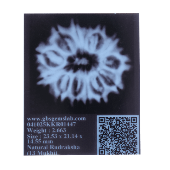 13 Mukhi Rudraksha Size: 25.32 mm (With Lab Certificate) 13 Mukhi Rudraksha, Higher Rudraksha, 13 Mukhi Rudraksha from Nepal image