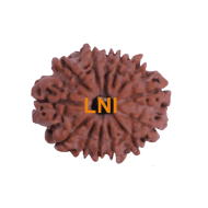 13 Mukhi Rudraksha Size 24.10 mm (Certified)