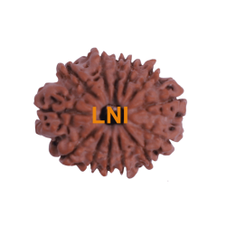 13 Mukhi Rudraksha Size 24.10 mm (Certified)