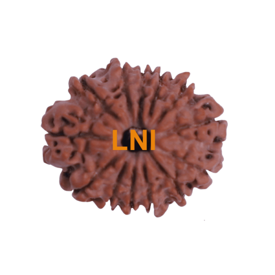 13 Mukhi Rudraksha Size 24.10 mm (Certified)