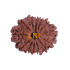 13 Mukhi Rudraksha Size 24.10 mm (Certified)