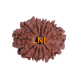 13 Mukhi Rudraksha Size 24.10 mm (Certified)