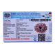 13 Mukhi Rudraksha Size 24.10 mm (Certified)