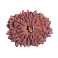 13 Mukhi Rudraksha Size 24.21 mm (Certified)