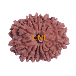 13 Mukhi Rudraksha Size 24.21 mm (Certified)
