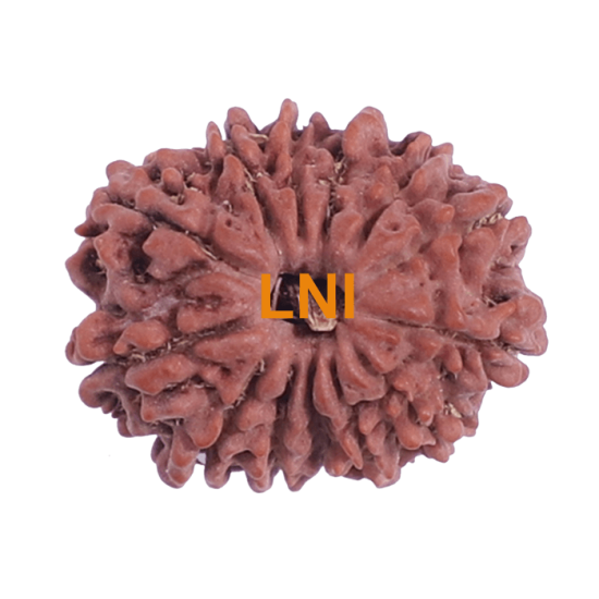 13 Mukhi Rudraksha Size 24.21 mm (Certified)