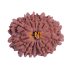 13 Mukhi Rudraksha Size 24.21 mm (Certified)