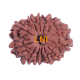 13 Mukhi Rudraksha Size 24.21 mm (Certified)