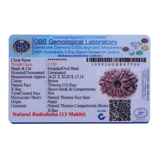 13 Mukhi Rudraksha Size 24.21 mm (Certified)