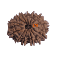 13 Mukhi Rudraksha Size: 24.52 mm (With Lab Certificate)