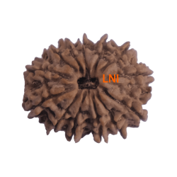 13 Mukhi Rudraksha Size: 24.52 mm (With Lab Certificate)