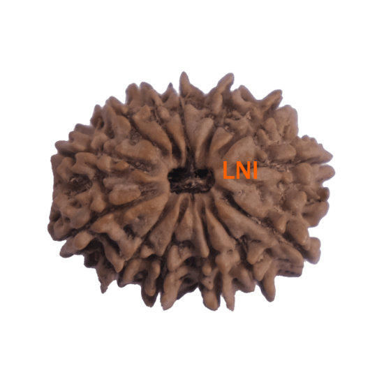 13 Mukhi Rudraksha Size: 24.52 mm (With Lab Certificate) 13 Mukhi Rudraksha, Higher Rudraksha, 13 Mukhi Rudraksha from Nepal image