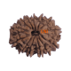13 Mukhi Rudraksha Size: 24.52 mm (With Lab Certificate) 13 Mukhi Rudraksha, Higher Rudraksha, 13 Mukhi Rudraksha from Nepal image