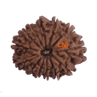 13 Mukhi Rudraksha Size: 24.52 mm (With Lab Certificate)