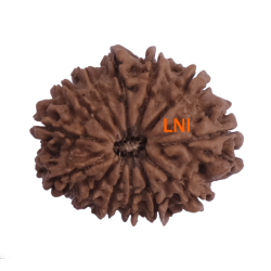 13 Mukhi Rudraksha Size: 24.52 mm (With Lab Certificate)