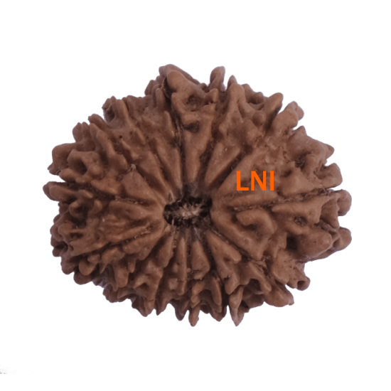 13 Mukhi Rudraksha Size: 24.02 mm (With Lab Certificate) image