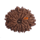13 Mukhi Rudraksha Size: 24.02 mm (With Lab Certificate) image