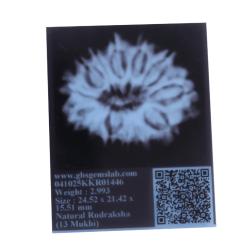 13 Mukhi Rudraksha Size: 24.52 mm (With Lab Certificate)