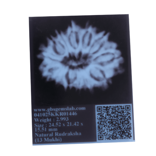 13 Mukhi Rudraksha Size: 24.02 mm (With Lab Certificate) image