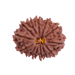 13 Mukhi Rudraksha Size: 25.10 mm (Certified)