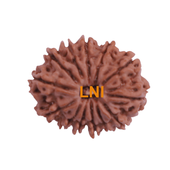 13 Mukhi Rudraksha Size: 25.10 mm (Certified)