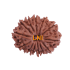 13 Mukhi Rudraksha Size: 25.10 mm (Certified)