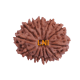 13 Mukhi Rudraksha Size: 25.10 mm (Certified)