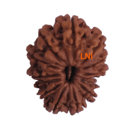 13 Mukhi Rudraksha Size: 25.85 mm (With Lab Certificate)