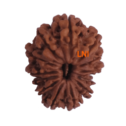 13 Mukhi Rudraksha Size: 25.85 mm (With Lab Certificate)