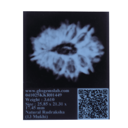 13 Mukhi Rudraksha Size: 25.85 mm (With Lab Certificate)