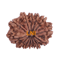 13 Mukhi Rudraksha Size: 26.35mm (Certified)
