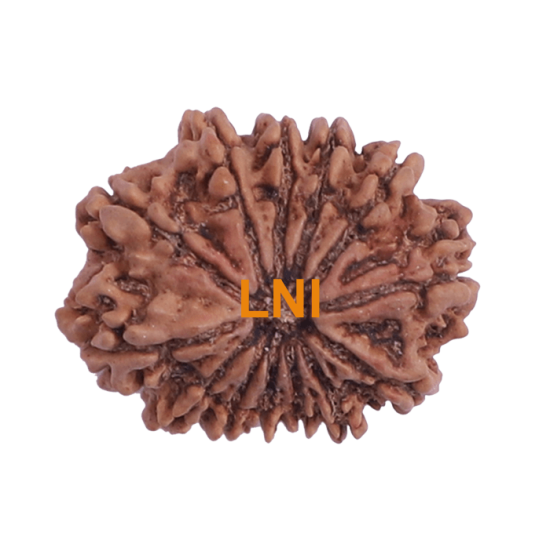 13 Mukhi Rudraksha Size: 26.35mm (Certified)