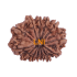 13 Mukhi Rudraksha Size: 26.35mm (Certified)