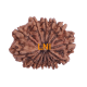 13 Mukhi Rudraksha Size: 26.35mm (Certified)