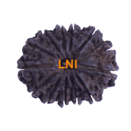 13 Mukhi Rudraksha 29.60 mm (Certified)