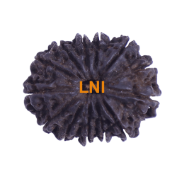 13 Mukhi Rudraksha 29.60 mm (Certified)