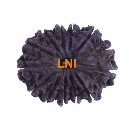 13 Mukhi Rudraksha 27.02 mm Rare Large Size Certified Natural Bead