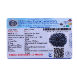 13 Mukhi Rudraksha 29.60 mm (Certified)