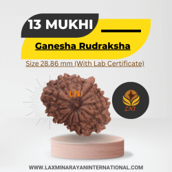 13 Mukhi Ganesha Rudraksha Size 28.86 mm (With Lab Certificate) 