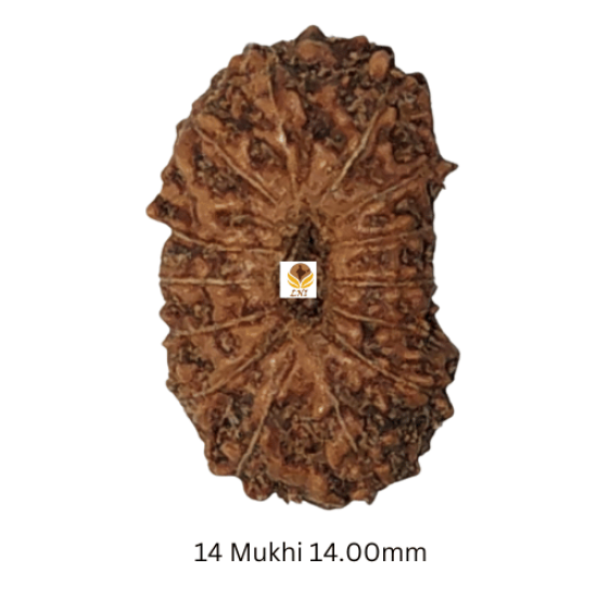 14 Mukhi Rudraksha Size: 14.00 mm (Certified)